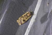 Noctua pronuba
