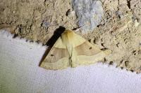 Crocallis elinguaria