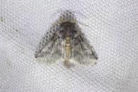 Thaumetopoea processionea