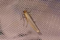 Eilema caniola