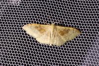 Idaea degeneraria