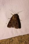Agrotis exclamationis