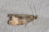 Celypha lacunana