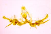 Celypha lacunana