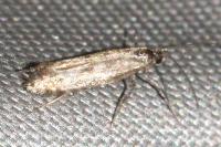 Parornix betulae