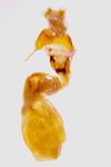 Acronicta psi