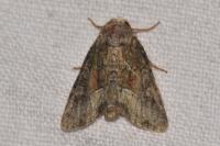 Oligia latruncula