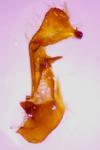Oligia latruncula