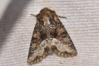 Oligia strigilis