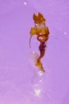 Oligia strigilis