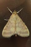 Ostrinia nubilalis/scapulalis