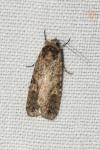 Spodoptera exigua