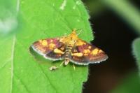 Pyrausta aurata