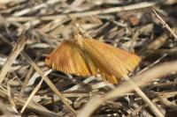 Lythria purpuraria