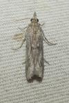Epischnia asteris