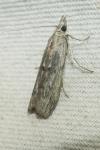 Epischnia asteris