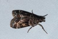 Eudonia mercurella