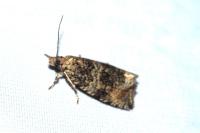 Celypha lacunana