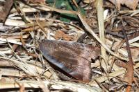 Noctua janthe