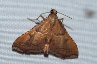 Endotricha flammealis