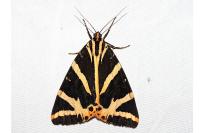 Euplagia quadripunctaria