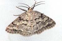 Pseudoterpna coronillaria