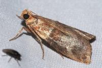 Acrobasis tumidana