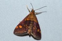 Pyrausta aurata