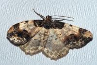 Ligdia adustata