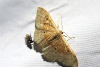 Idaea degeneraria
