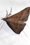 Hypena proboscidalis