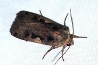 Xestia c-nigrum