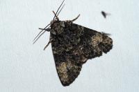Craniophora ligustri