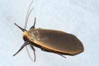 Collita griseola