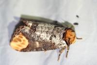 Phalera bucephala