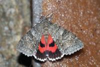 Catocala nupta