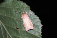 Mythimna pallens