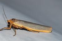 Manulea complana