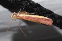 Oncocera semirubella