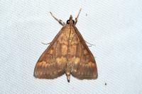 Ostrinia nubilalis/scapulalis