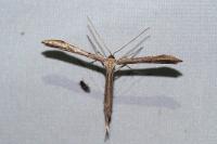 Emmelina argoteles/monodactyla