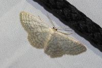 Idaea subsericeata