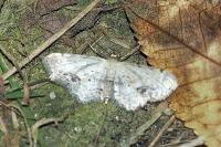 Idaea dimidiata