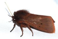 Phragmatobia fuliginosa