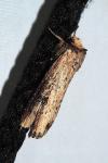 Axylia putris