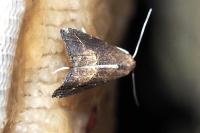 Schrankia costaestrigalis