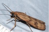 Homoeosoma sinuella