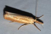 Agriphila straminella