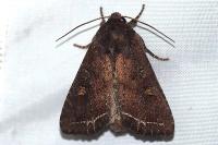 Lacanobia oleracea