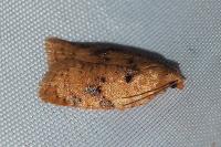 Acleris ferrugana/notana